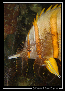 Picture taken in Phi Phi Island with a sony T33. by Raoul Caprez 